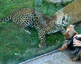 Nebojácná (puma v zoo)