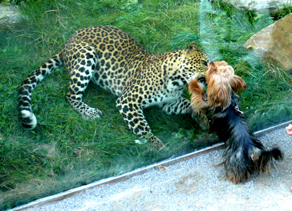Nebojácná (puma v zoo)