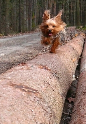 Milující pohyb (kláda)